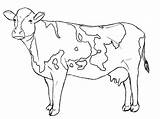Coloring Cow Pages Realistic Adult Dairy Popular sketch template