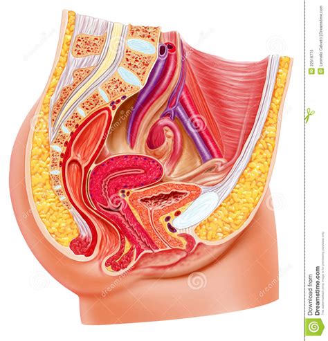 anatomy female reproductive system cross section stock