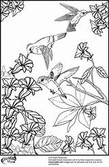 Coloring Pages Hummingbird Printable Bird Flower Birds Flowers Hummingbirds Color Humming Colouring Sheets Adult Adults Book Animal Print Really Books sketch template