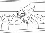 Parakeet Coloring Pages Budgies Bird Parakeets Kids Drawing Colouring Color Print Books Cockatiel Easy Clarabelle Happy Birthday Template sketch template