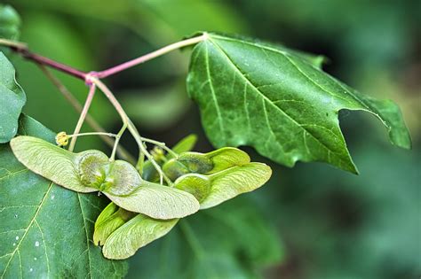 maple seeds tree nature  photo  pixabay pixabay