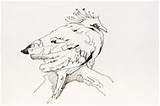 Victoria Crowned Pigeon Coloring Designlooter Goura Tropical Ink Sitting Bird Royalty Line Drawing Stock 49kb 160px sketch template