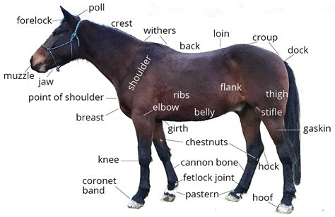 horse anatomy  pony dreams