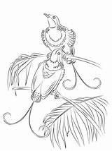 Pages Bird Paradise Paraiso Aves Lyrebird Sajonia Designlooter sketch template