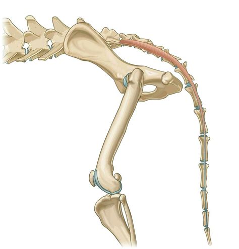 ventral intertransverse muscles  tail  coccyx vet anatomy imaios