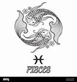Pisces Zodiac Coloring Sign Vector Adult Line Element Alamy Illustration Book sketch template