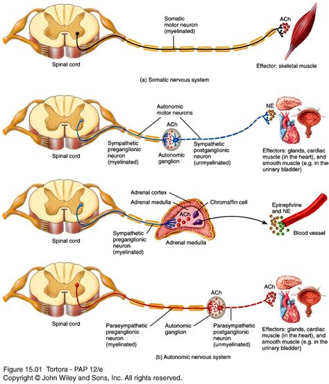 anatomy physiology  thomas flashcards autonomic nervous system studyblue