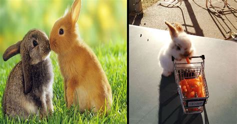 de lapins des  adorables qui vous donneront envie de les