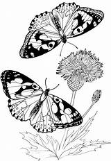 Coloring Butterfly Pages Kitty Purple Patterns Purplekittyyarns Colouring Digital Kids Drawing Butterflies Tsgos Yahoo Search Adult Mosaic Stamps Book Printable sketch template