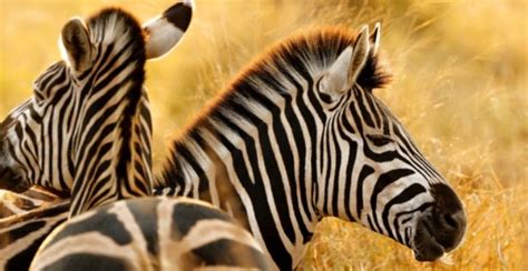 hoe schattig zeldzame kruising tussen ezel en zebra geboren
