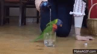 parrot water gif parrot water jumping discover share gifs