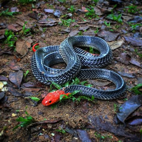 ular berbisa  terkenal  berbahaya    indon