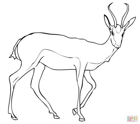 gazelle coloring page  getcoloringscom  printable colorings