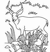 Savanna Coloring African Pronghorn Antelope Pages Getcolorings Animals Grassland Color Getdrawings sketch template