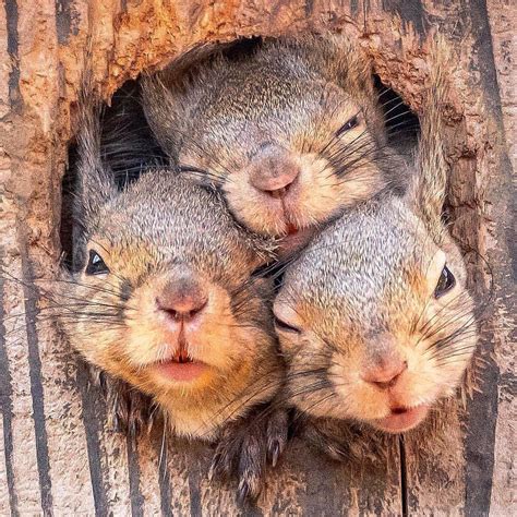 family  cute squirrels reyebleach