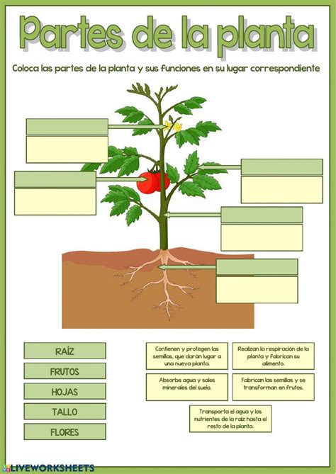 semilla broma es cuales son las partes de una planta y sus