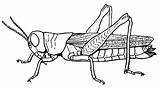 Grasshopper Sauterelle Colorier Cigale sketch template