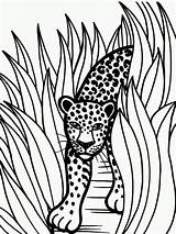 Jaguar Coloring Pages Rainforest Animal Color Printable Grass Leopard Jaguars Animals Drawing Drawings Jacksonville Tall Car Bloodhound Crafts Baby Head sketch template