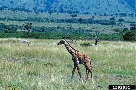 masai giraffe giraffa camelopardalis tippelskirchi