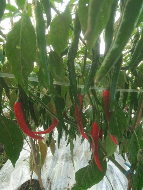 alami mengatasi tanaman cabe tomat terkena penyakit