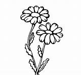 Daisies Para Margaritas Coloring Colorear Pintar Flores Flowers Daisy Coloringcrew Gif Flower Drawings sketch template