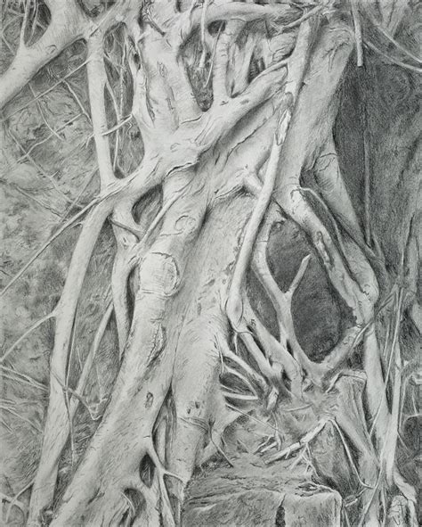 drawing roots  denish   deviantart