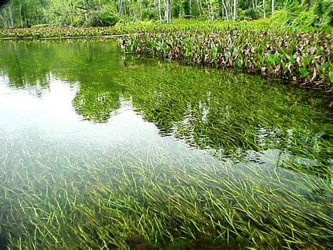 managing aquatic plants  farm ponds ufifas extension calhoun county
