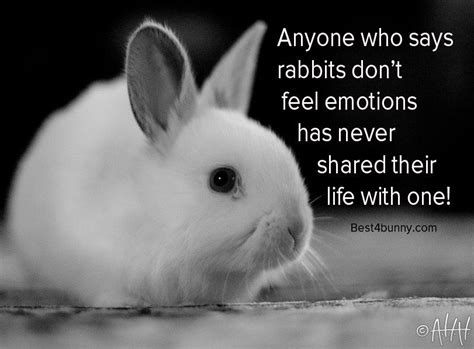 best4bunny on funny rabbit dwarf rabbit rabbit