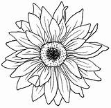 Flower Coloring Drawing Pages Marigold Aster Color Tattoos Flowers Sunflower Tattoo Stencil African Printable Rocks Template Violet Blooming Patterns Colouring sketch template