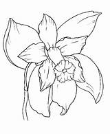 Orquideas sketch template