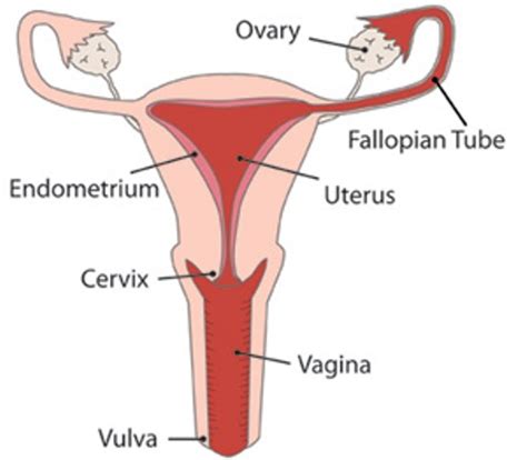 10 Interesting The Female Reproductive System Facts My