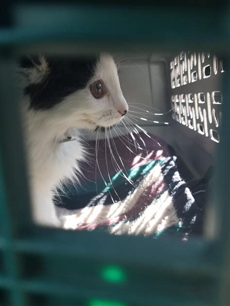 kitten stops couple at shelter and asks them to be her