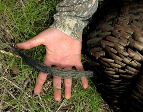 understanding the best time to hunt turkey successfully december 2020