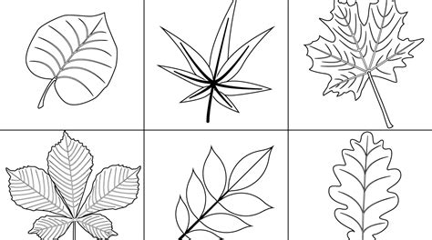 leaf coloring pages  print