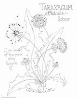 Coloring Botanical Dandelion Eyed sketch template