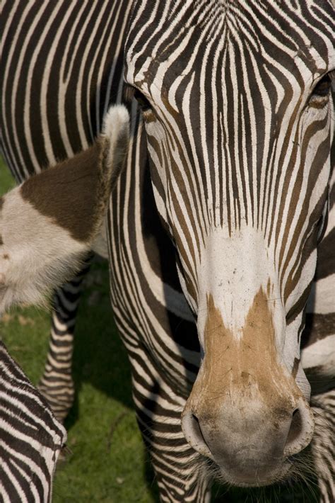 beekse bergen zebra anja disseldorp flickr