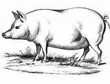 Maiale Colorir Porquinho Pigs Porco Bellied Scaricare Peppa Pineglen Fp17 sketch template
