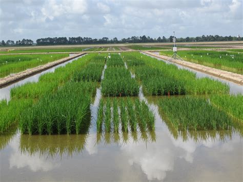 agcenter researcher studying arsenic  rice lsu agcenter