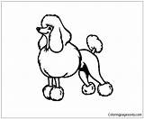 Poodle Coloringpagesonly sketch template