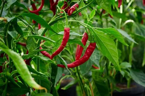italian long hot pepper plants grower today