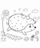 Hedgehogs Hedgehog sketch template