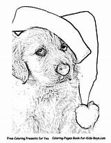 Retriever Puppy Albanysinsanity Adults Energetic Freely Colorings sketch template