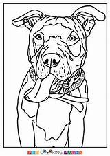 Coloring Pages Pit Bull Terrier Pitbull Dog American Colouring Adult Puppy Staffordshire Color Printable Getdrawings Dogs Sheets Terriers Choose Board sketch template