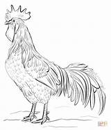 Rooster Coloring Printable Fight Leghorn Brown sketch template