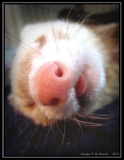 ferret nose  krissyfawx  deviantart