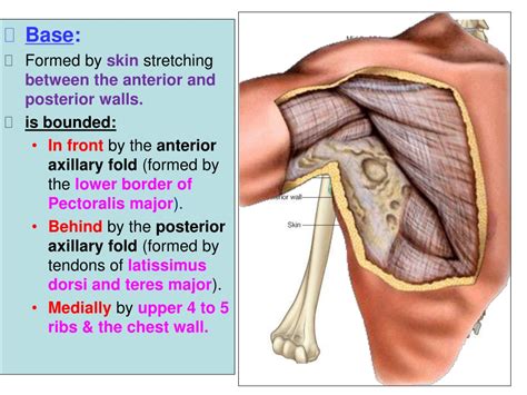Ppt Pectoral Region And Axilla Powerpoint Presentation Free Download
