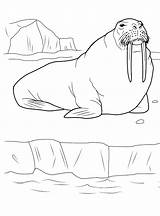 Walrus Coloring Pages sketch template