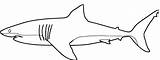 Shark Coloring Pages Great Outline Printable Drawing Color Whale Sharks Hai Hammerhead Kids Clipart Colouring Print Ausmalbilder Preschoolers Drawings Getdrawings sketch template