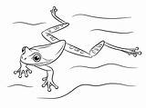 Rana Ranas Colorare Disegni Rane Frogs Reptiles sketch template