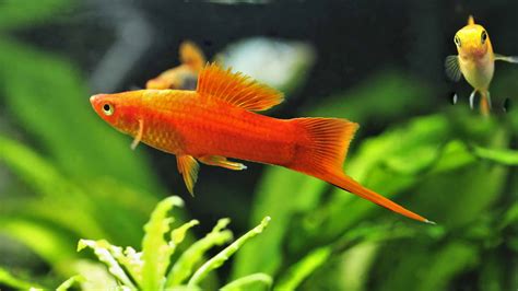 beautiful red freshwater fish perfect  aquariums   animals